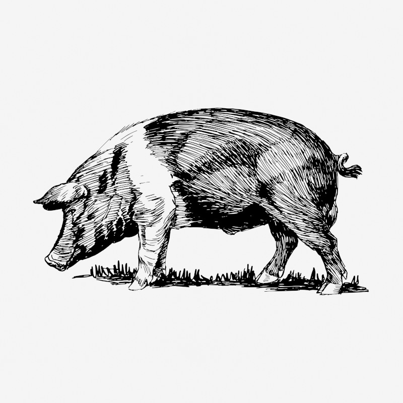Vintage Pig Drawing